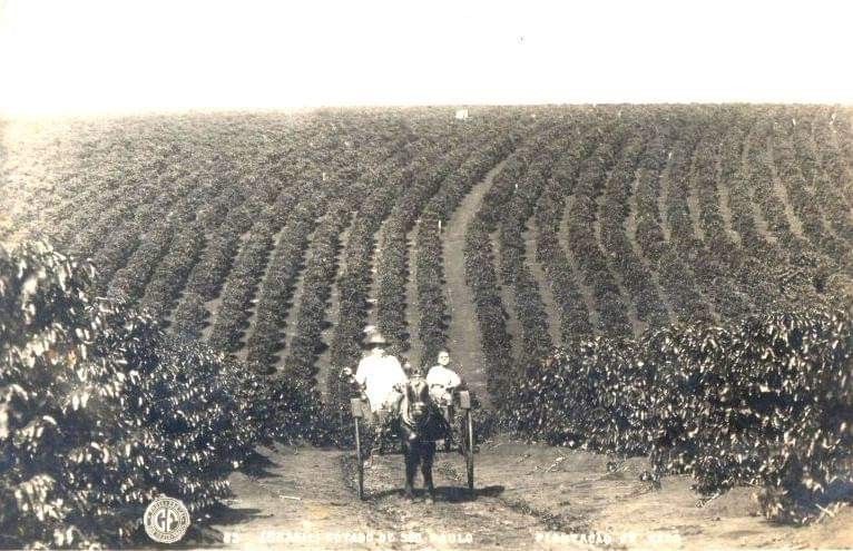1. How Coffee First Arrived in Brazil